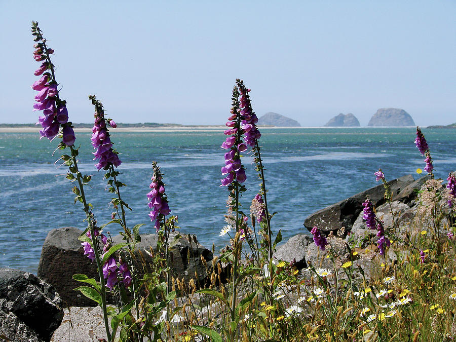 Purple Wildflowers at Netarts Bay Photograph by Athena Mckinzie