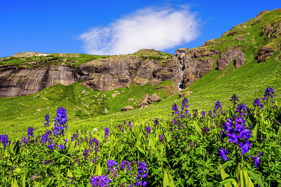 Purple Wildflowers In Mountains, Ice Photograph by Kyle Ledeboer - Pixels