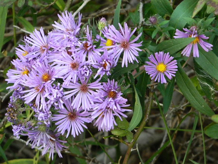 Purple Wildflowers Photograph