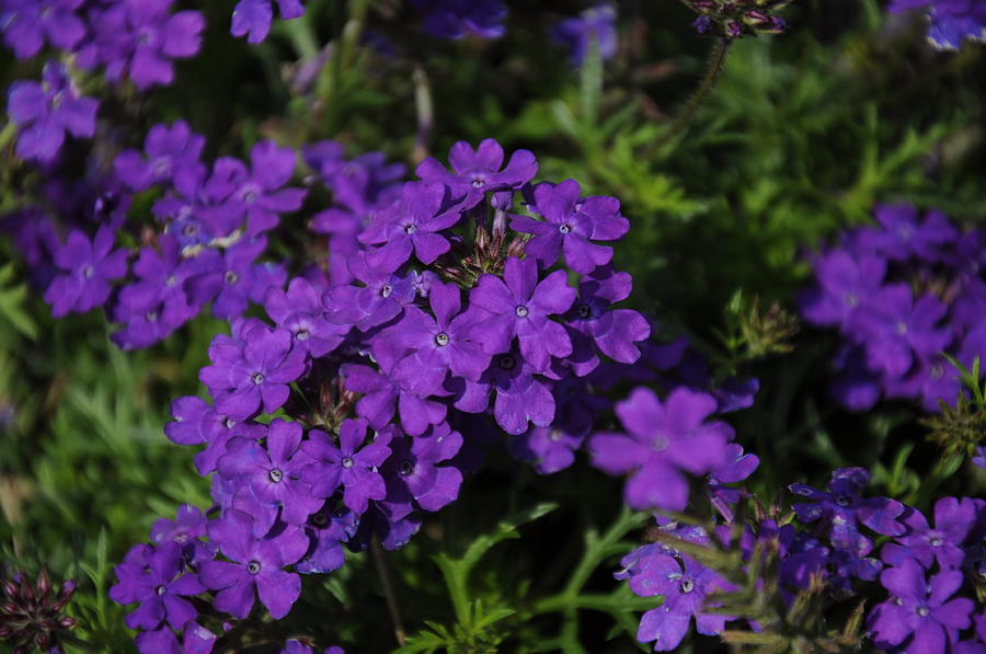 Purple Wildflowers Photograph by Nicole Berna - Pixels