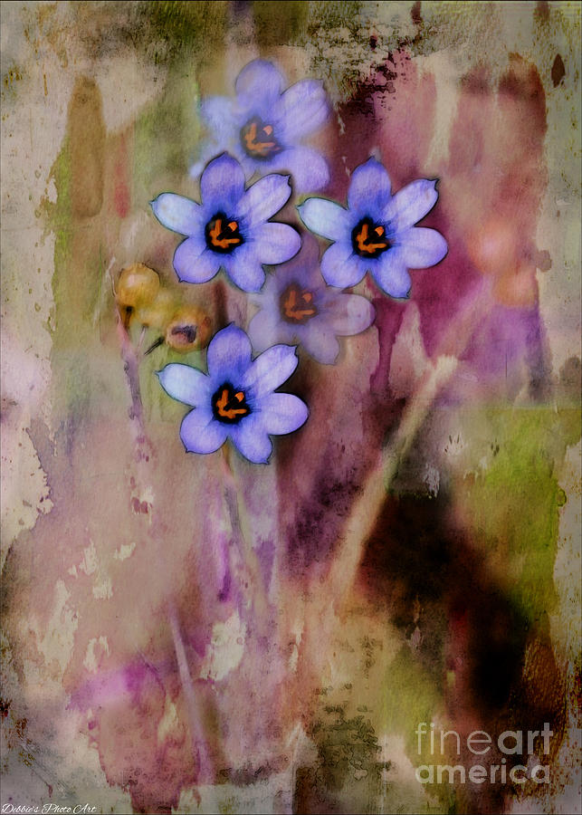 Blue-Eyed Grasses - Digital Effect Photograph by Debbie Portwood