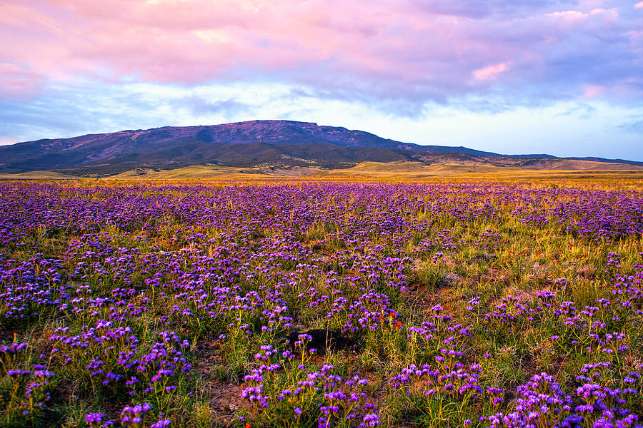 Purple Wildflowers Photograph by Rick Wicker