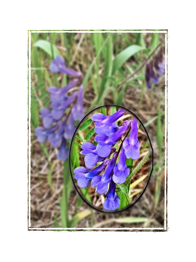 Purple Wildflowers Photograph by Susan Kinney