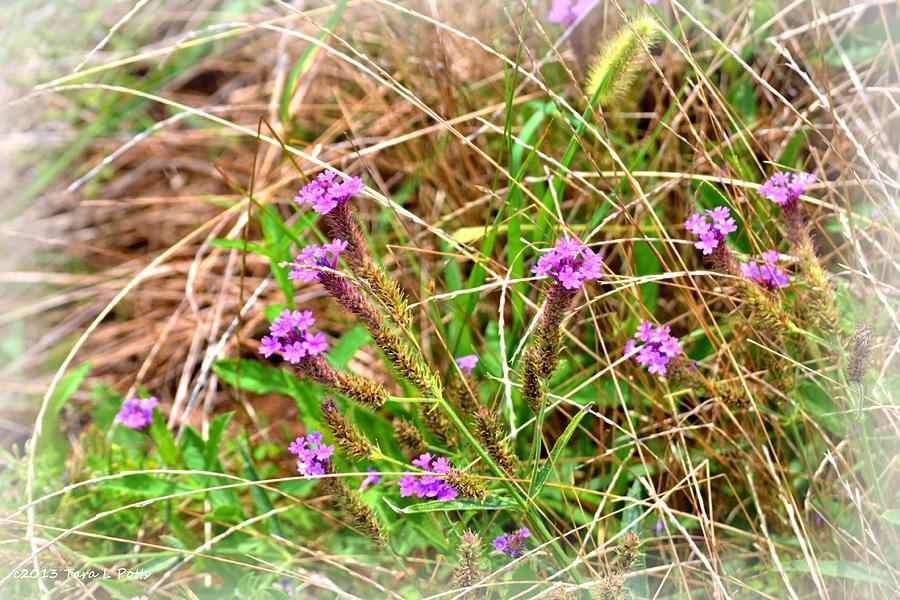 Purple Wildflowers Photograph by Tara Potts