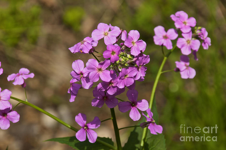 Purple Wildflowers Photograph by William Norton