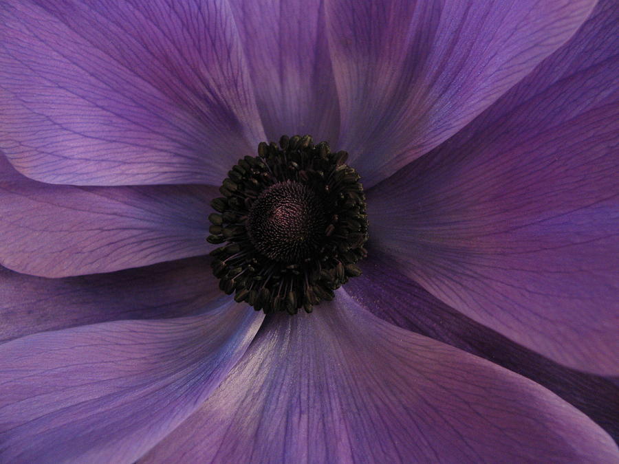 Purple Windflower Photograph by Carol Welsh - Pixels