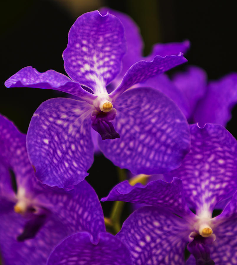 Purple Wings Orchid Photograph by Maj Seda