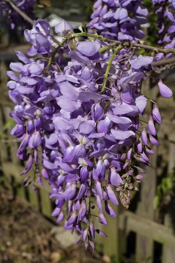 Purple Wisteria Cluster Photograph by MM Anderson