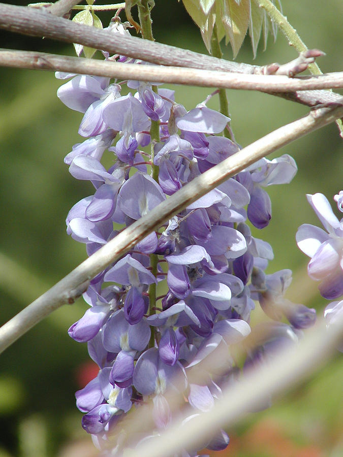 Purple Wisteria Macro Flower Photograph by Lisza Anne McKee