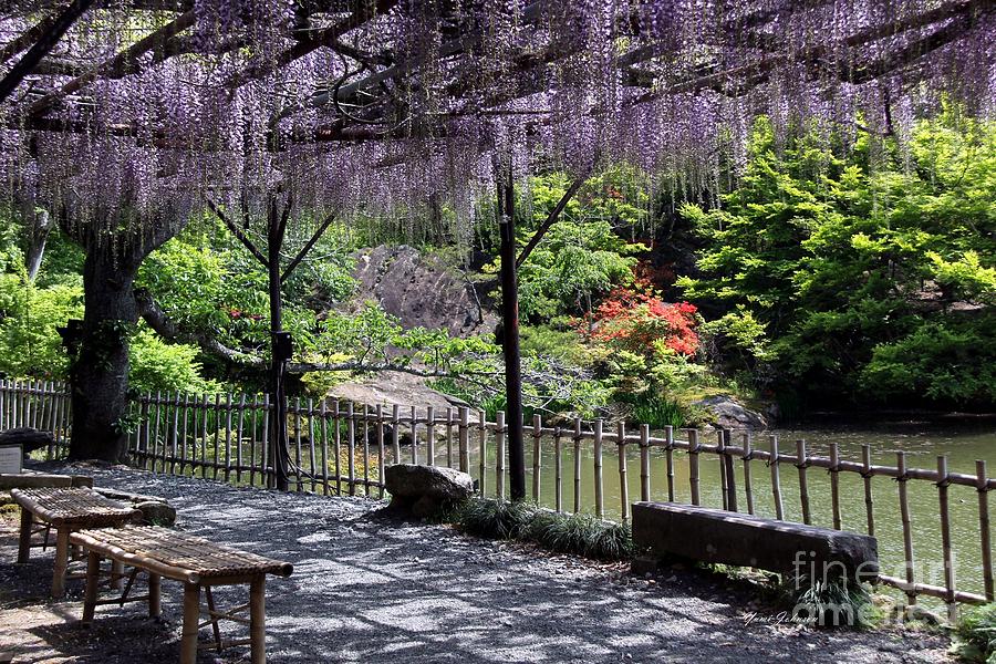 Purple Wisteria with pond Photograph by Yumi Johnson