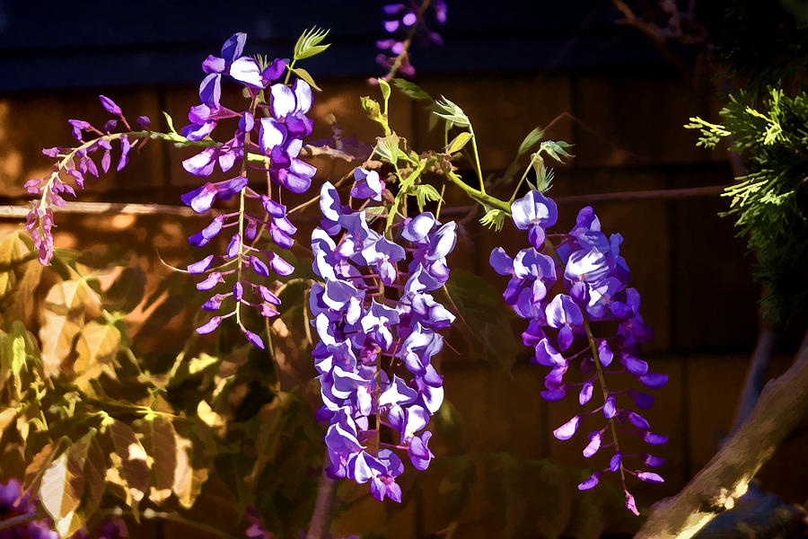 Purple Wisterias Digital Art by Photographic Art by Russel Ray Photos