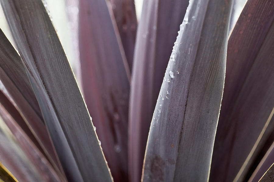 Purple Yucca Photograph by Rich Franco