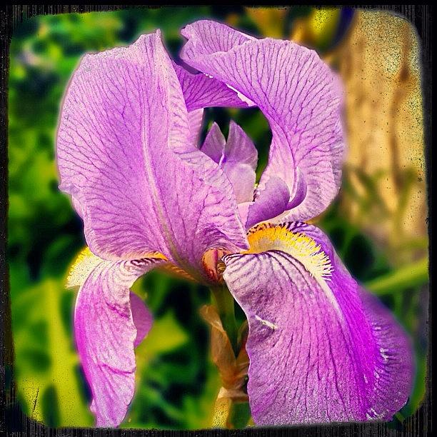 Summer Photograph - #purple#flower#iris#nature#insta_crew by Melissa Mariani