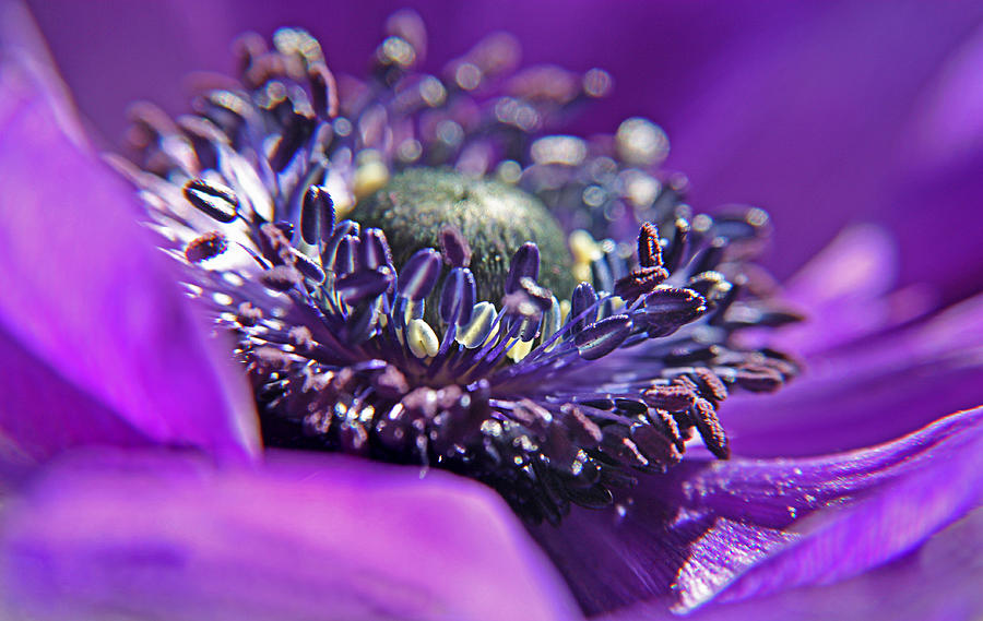 Nature Photograph - Purplerain by Claudia Moeckel