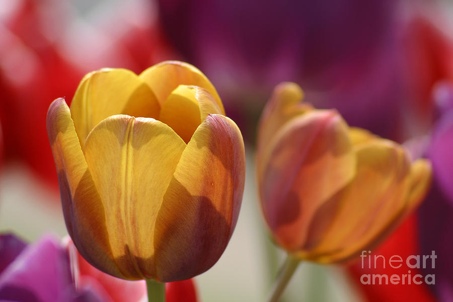 Tulip Photograph - PurpleYellowTulips7016 by Gary Gingrich Galleries