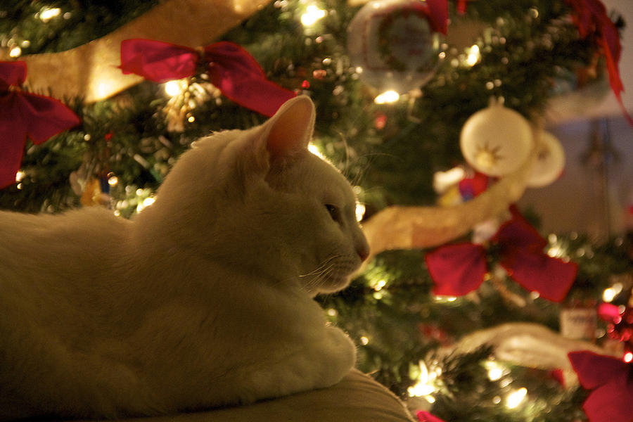 Purrfect Holidays Photograph by Valerie Pond