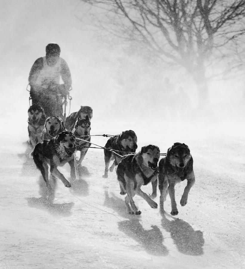 Dog Photograph - Pursuit by Peter Svoboda, Mqep