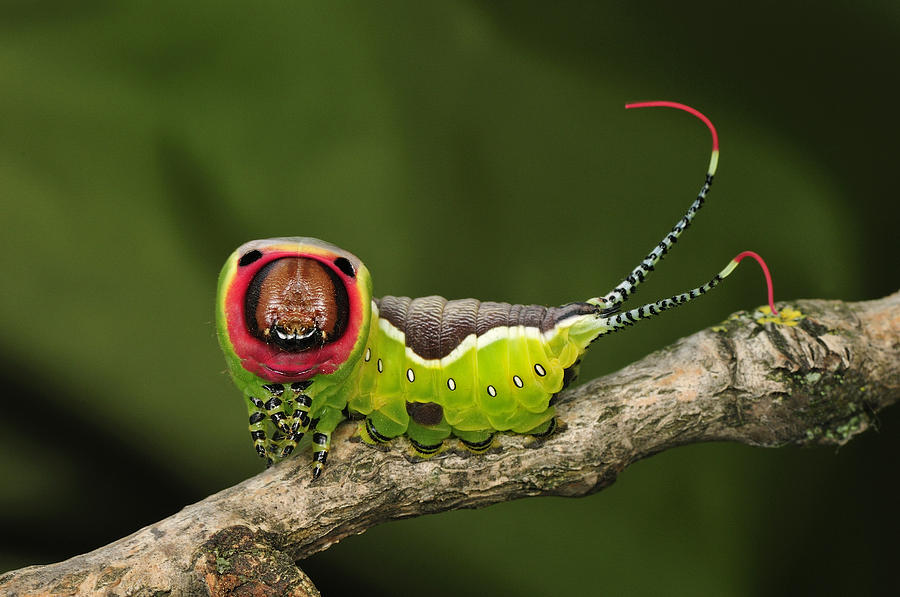 Puss Moth Caterpillar Switzerland Photograph by Thomas Marent