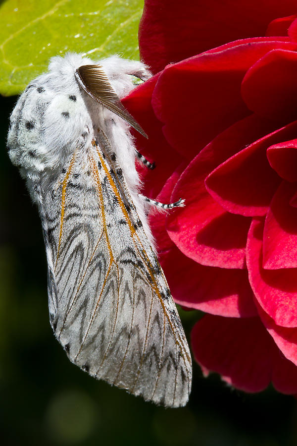 Animal Photograph - Puss Moth on red camellia by Mr Bennett Kent