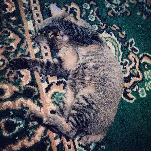 Cat Photograph - Pussy Is Tired :3 #cat #nice #cute by Dara Mutia
