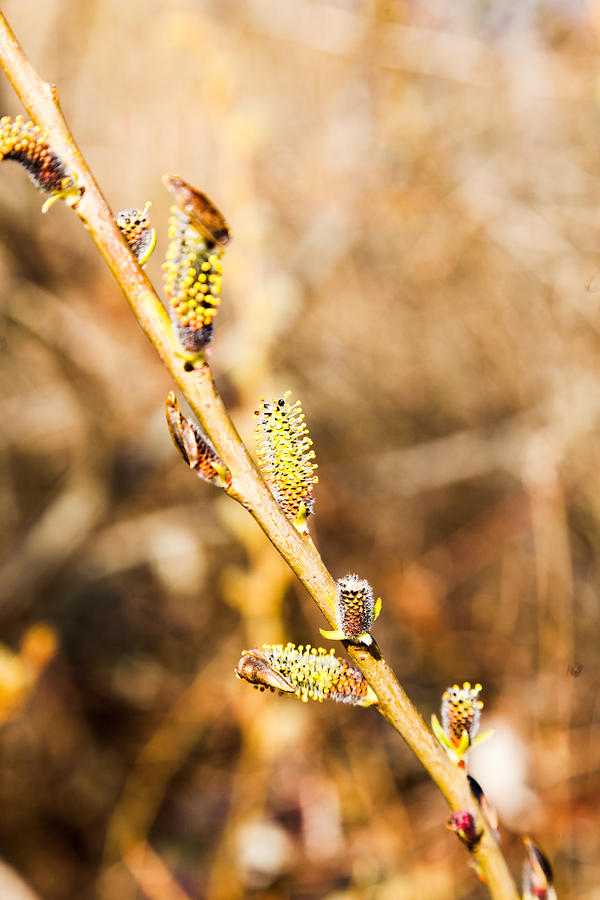 Pussy Willow Catkins Photograph by Judy Wright Lott