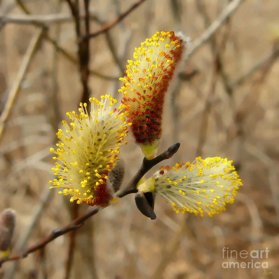Pussy Willow Photograph by Jeff Breiman