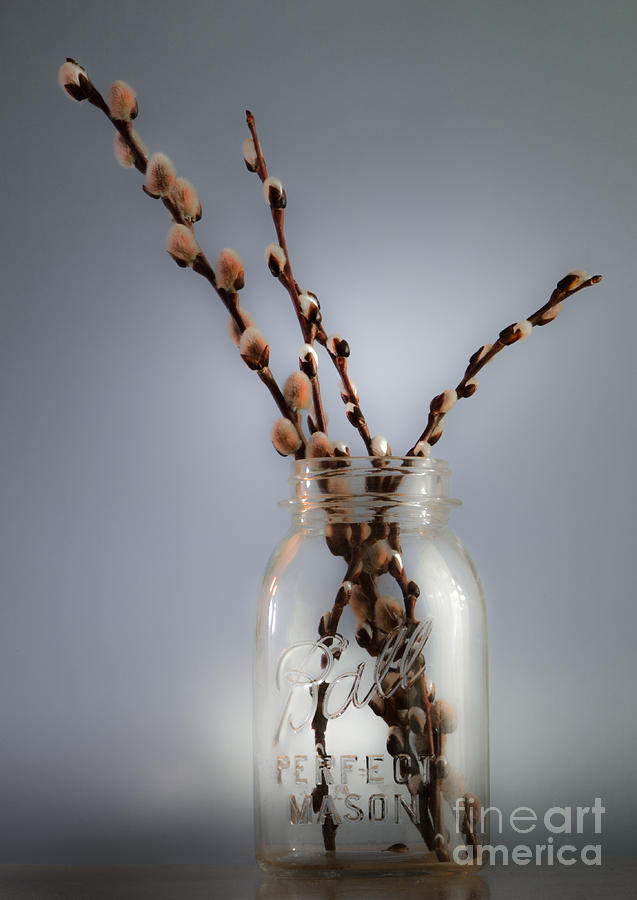 Still Life Photograph - Pussy Willow  by Michael Arend