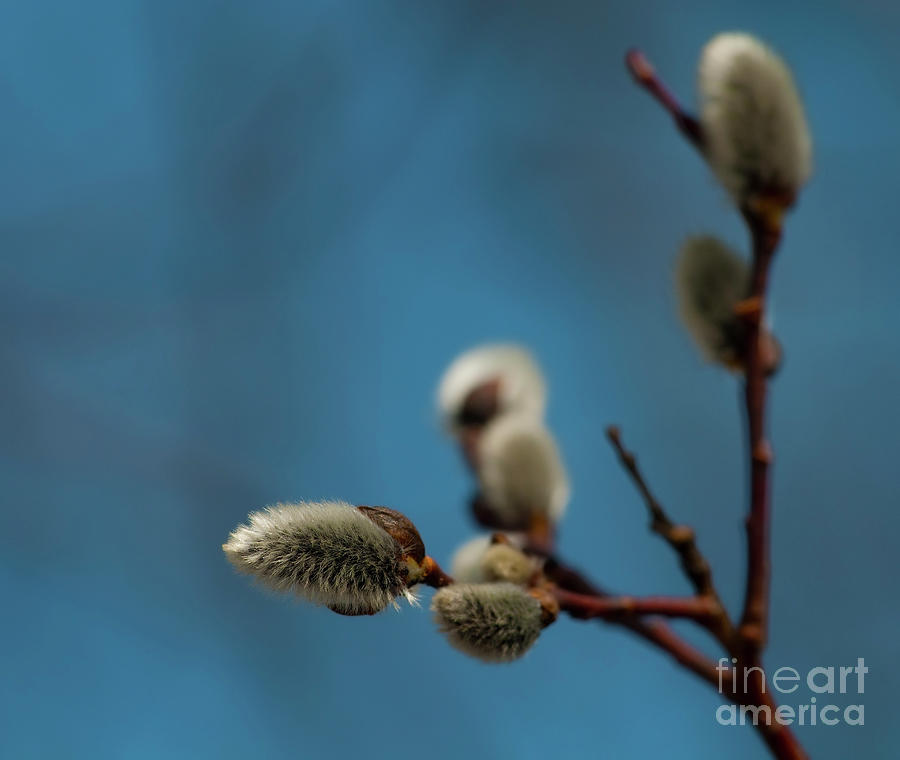 Nature Photograph - Pussy Willow... by Nina Stavlund