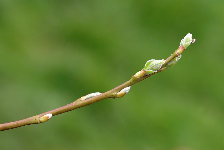 Nature Photograph - Pussy Willow (salix Caprea) Leaf Buds by Colin Varndell/science Photo Library