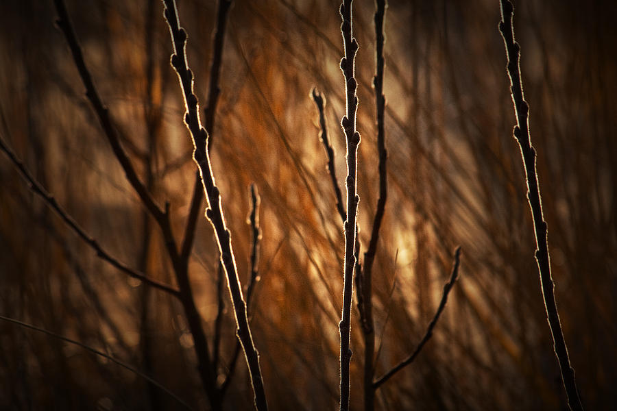 Pussy Willows In The Warm Sunlight Photograph By Randall Nyhof 