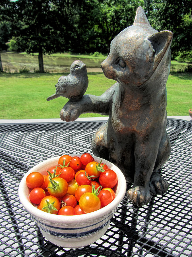 Pussycat and Tomatoes Photograph by Kathy Clark