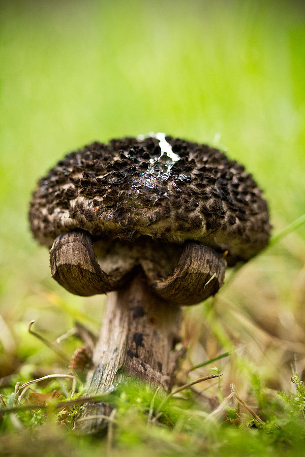 Mushroom Photograph - Put em Up by Shane Holsclaw