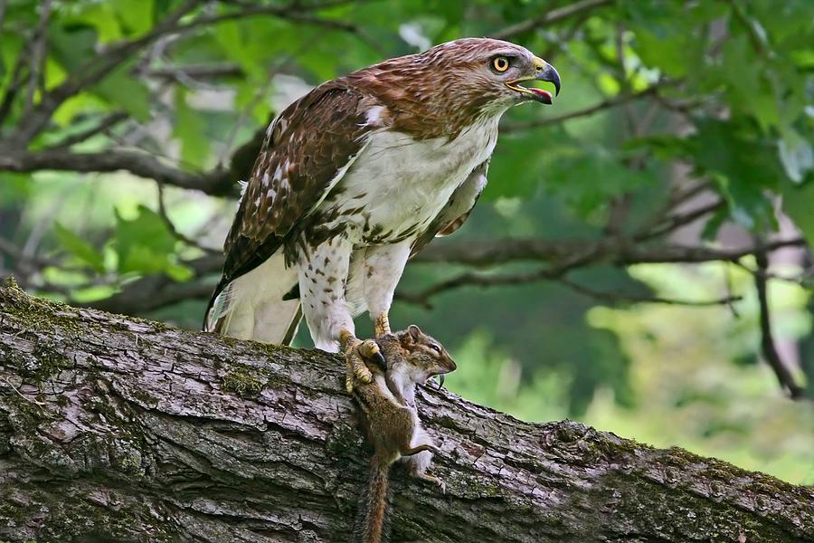 Hawk Photograph - Put Me Down by John Absher