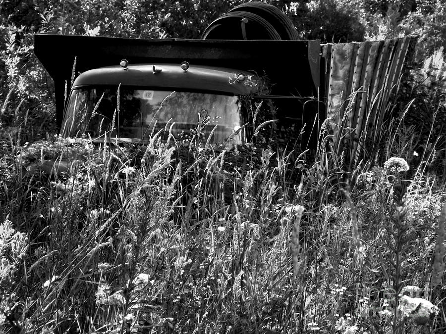 Put Out to Pasture Photograph by James Aiken