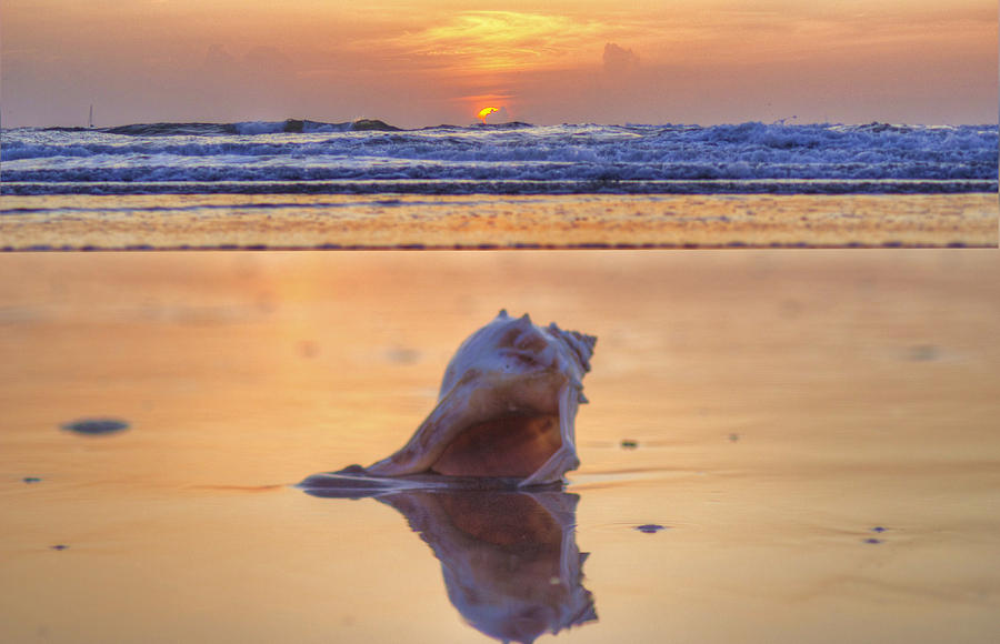 Nature Photograph - Put Your Keys In The Conch Shell.....  Come On In by Danny Mongosa