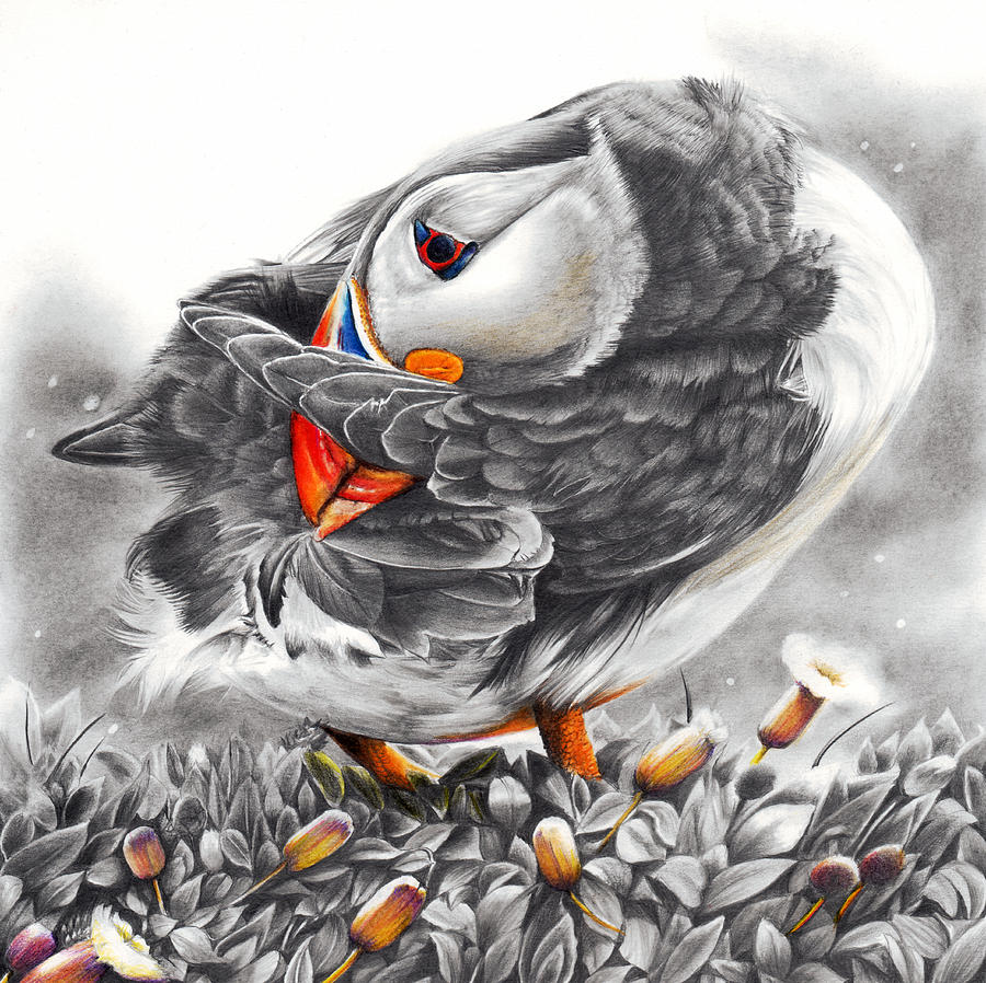 Puffin Drawing - Putting On The Ritz by Peter Williams