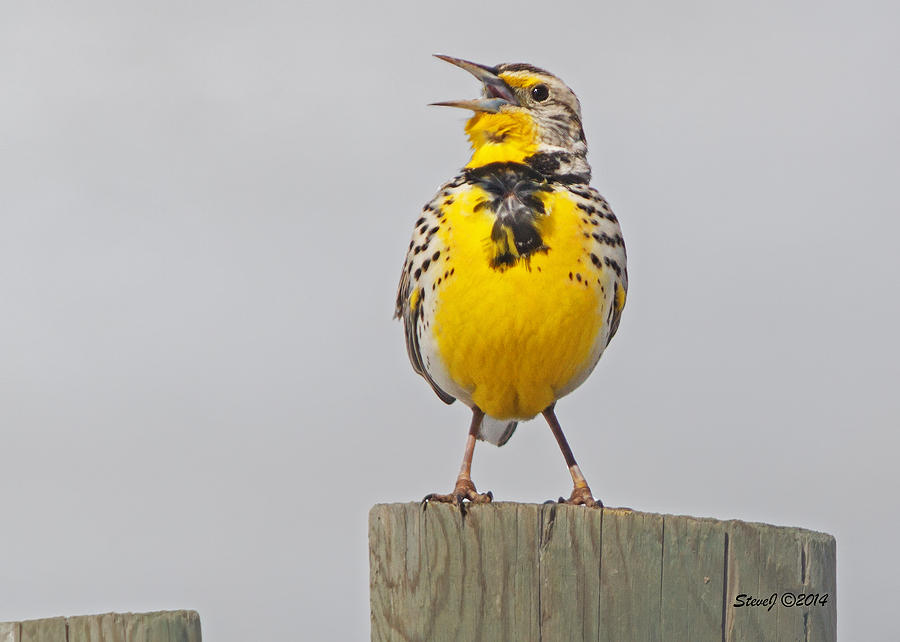 Meadowlark Photograph - Putting on the Ritz by Stephen Johnson