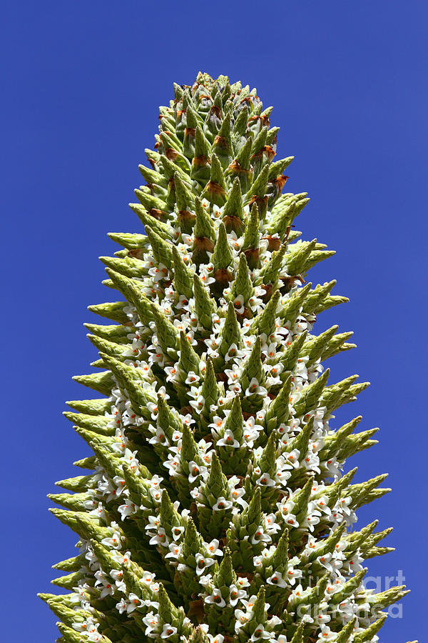 Puya raimondii flowers Photograph by James Brunker