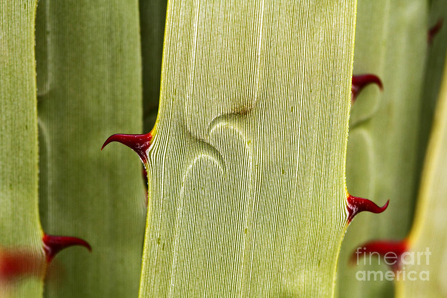 Puya Raimondii Leaf Patterns 3 Photograph by James Brunker