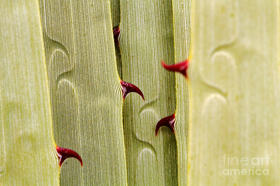Puya Raimondii Leaf Patterns 4 Photograph by James Brunker