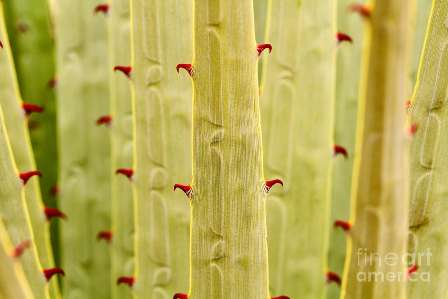 Puya Raimondii Leaf Patterns 1 Photograph by James Brunker