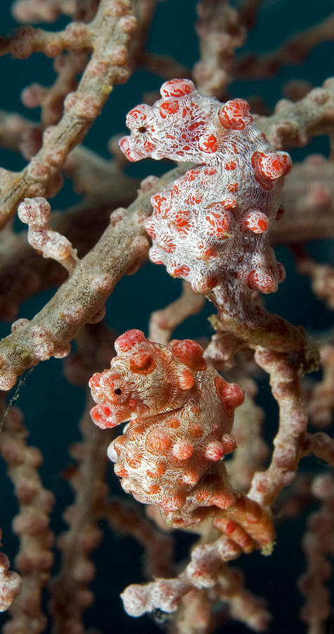 Sulawesi Photograph - Pygme seahorse Hippocampus bargibanti hiding in gorgonian fan coral by Dray Van Beeck
