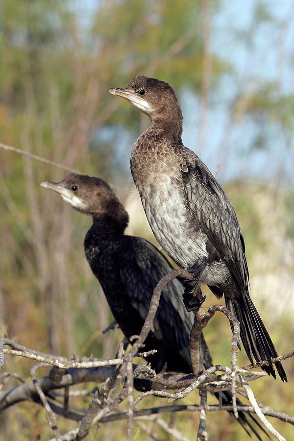 Bird Photograph - Pygmy Cormorants Perching On Branches by Photostock-israel/science Photo Library
