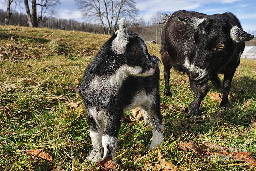 Pygmy Goat Nanny and Kid  Photograph by Thomas R Fletcher