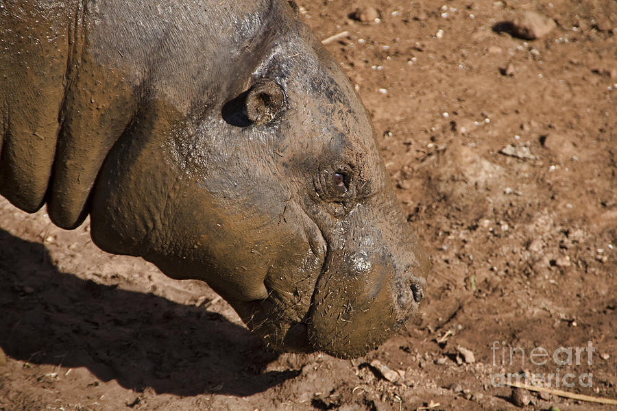 Pygmy Hippo V2 Photograph by Douglas Barnard