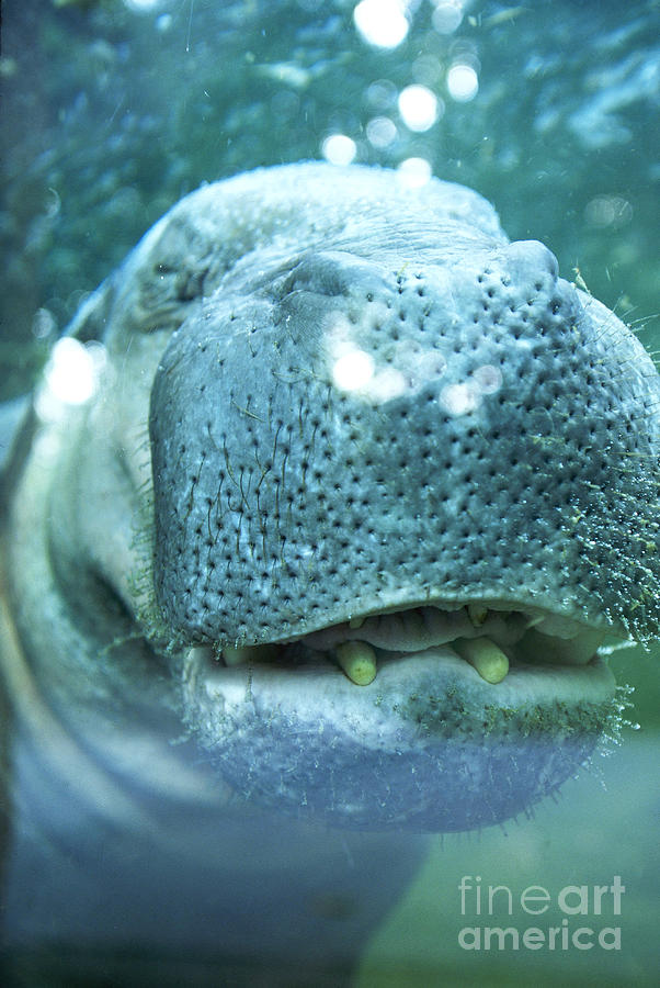 Pygmy Hippopotamus Underwater Photograph by Art Wolfe