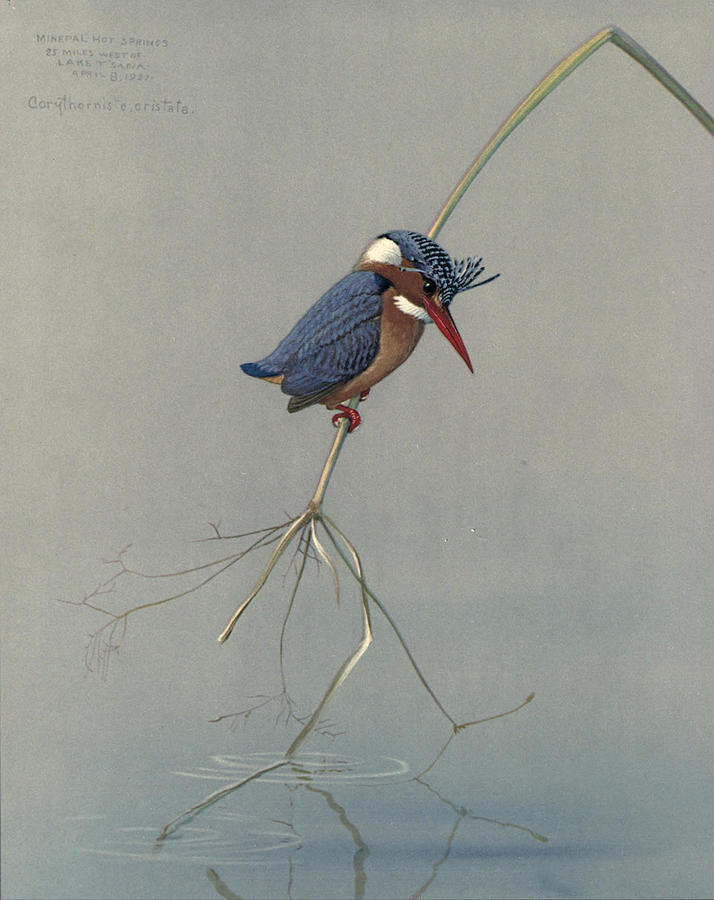 John James Audubon Painting - Pygmy Kingfisher by Dreyer Wildlife Print Collections 