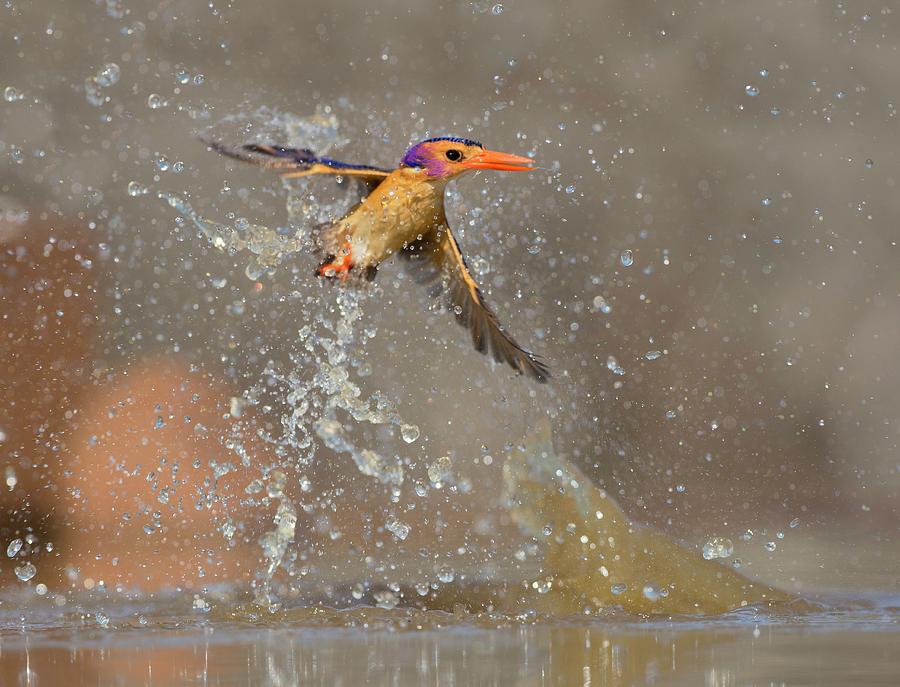 Pygmy Kingfisher Taking A Splash Bath Photograph by Tony Camacho