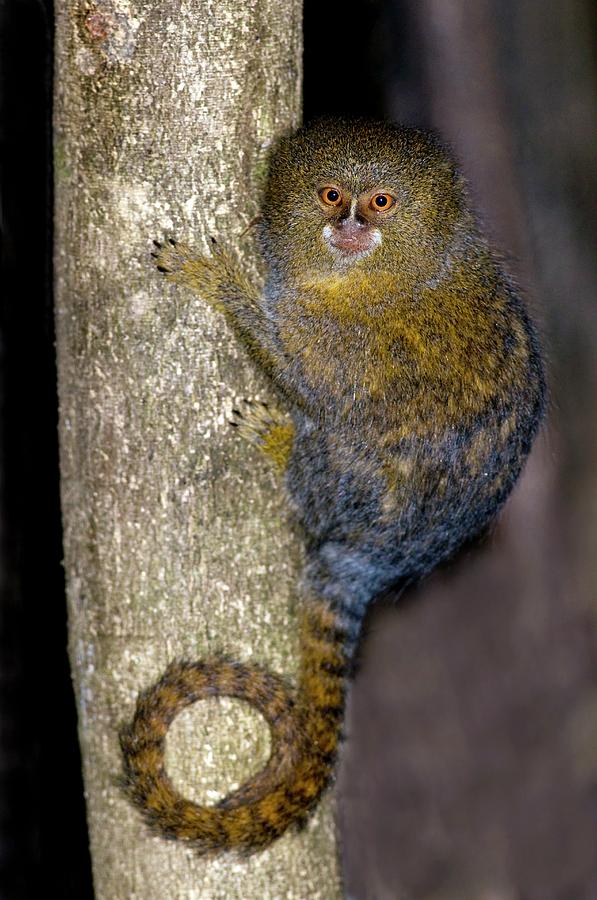 Pygmy Marmoset In A Tree Photograph by Tony Camacho/science Photo Library