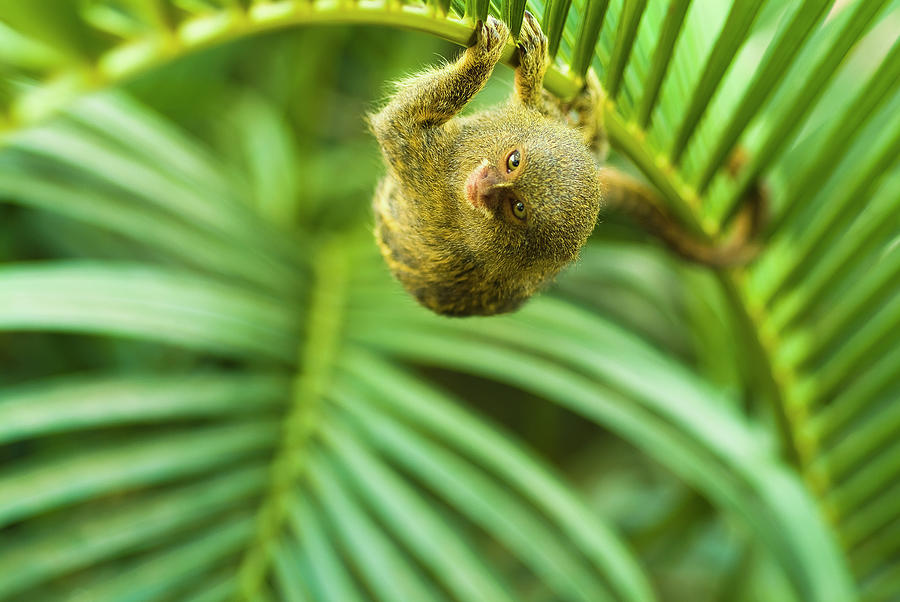 Pygmy Marmosets Native To Ecuador Are Photograph by Brian Guzzetti / Design Pics